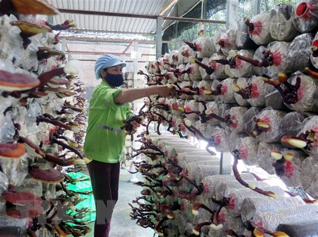 Le Vietnam mise sur l'application des biotechnologies pour le développement durable ảnh 1