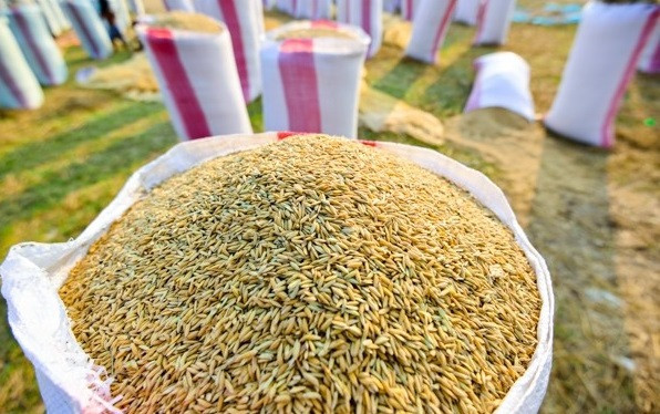 Nouvelle politique sur l'importation de riz et de feuilles de tabac du Cambodge ảnh 1