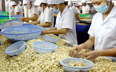 La filière de la noix de cajou vise 3,3 milliards de dollars d’exportation ảnh 1 La filière de la noix de cajou vise 3,3 milliards de dollars d’exportation ảnh 1