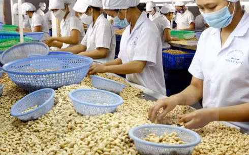 La filière de la noix de cajou vise 3,3 milliards de dollars d’exportation ảnh 1