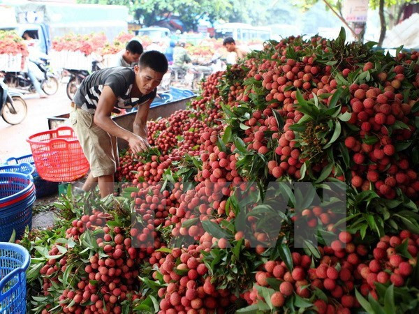 Bac Giang exporte plus de 9.500 tonnes de litchis en Chine ảnh 1 Bac Giang exporte plus de 9.500 tonnes de litchis en Chine ảnh 1