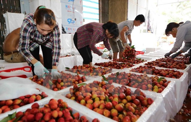 Les litchis à Bac Giang se vendent comme des petits pains ảnh 1 Les litchis à Bac Giang se vendent comme des petits pains ảnh 1