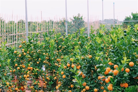 Le climat doux mûrit les kumquats et épanouit les pêchers ảnh 1 Le climat doux mûrit les kumquats et épanouit les pêchers ảnh 1