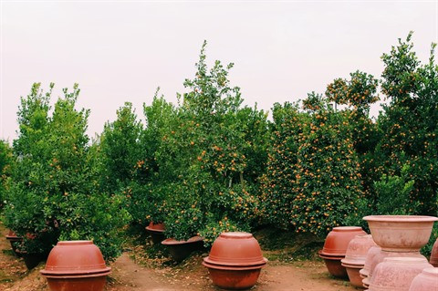 Le climat doux mûrit les kumquats et épanouit les pêchers ảnh 2 Le climat doux mûrit les kumquats et épanouit les pêchers ảnh 2
