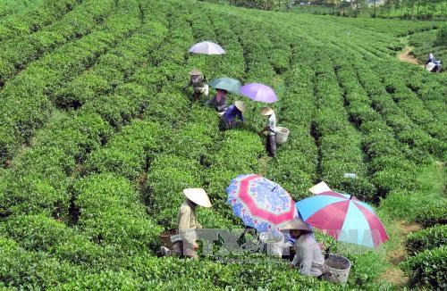 Le Vietnam a exporté plus de 45.000 tonnes de thé en cinq mois ảnh 1 Le Vietnam a exporté plus de 45.000 tonnes de thé en cinq mois ảnh 1