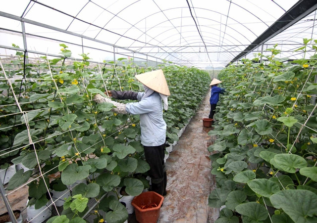 Utiliser les technologies pour créer la valeur ajoutée agricole ảnh 2 Utiliser les technologies pour créer la valeur ajoutée agricole ảnh 2