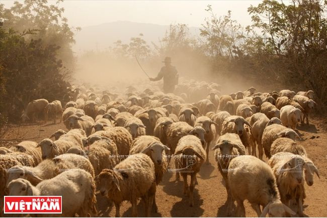 Comment Ninh Thuân développe sa propre résilience agricole ảnh 2 Comment Ninh Thuân développe sa propre résilience agricole ảnh 2