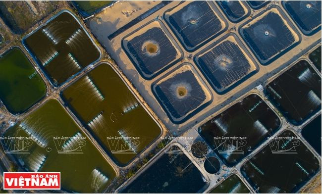 Comment Ninh Thuân développe sa propre résilience agricole ảnh 3 Comment Ninh Thuân développe sa propre résilience agricole ảnh 3