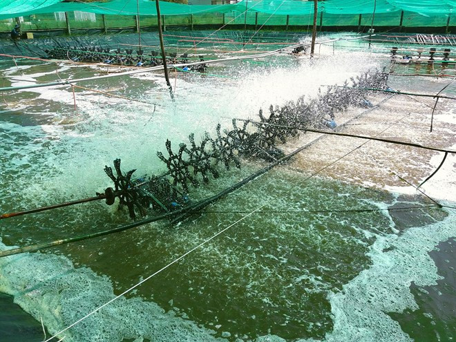 Israël cherche un partenariat pour importer les crevettes de Bac Lieu ảnh 1 Israël cherche un partenariat pour importer les crevettes de Bac Lieu ảnh 1