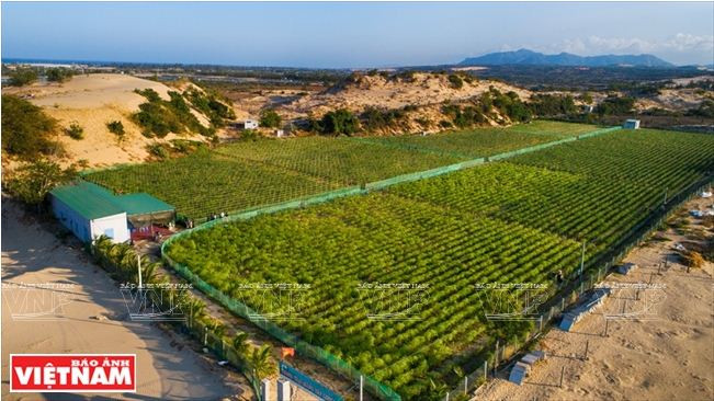 Comment Ninh Thuân développe sa propre résilience agricole ảnh 4 Comment Ninh Thuân développe sa propre résilience agricole ảnh 4