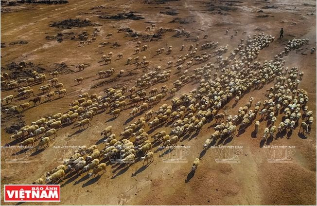 Comment Ninh Thuân développe sa propre résilience agricole ảnh 1 Comment Ninh Thuân développe sa propre résilience agricole ảnh 1