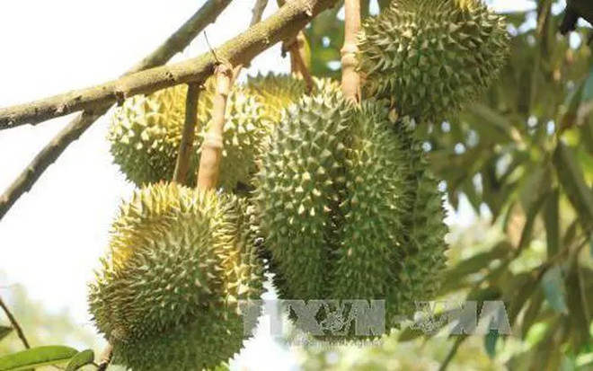 La douane chinoise apprécie la qualité des zones de production du durian au Vietnam ảnh 1 La douane chinoise apprécie la qualité des zones de production du durian au Vietnam ảnh 1