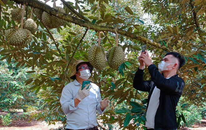 La douane chinoise apprécie la qualité des zones de production du durian au Vietnam ảnh 2 La douane chinoise apprécie la qualité des zones de production du durian au Vietnam ảnh 2