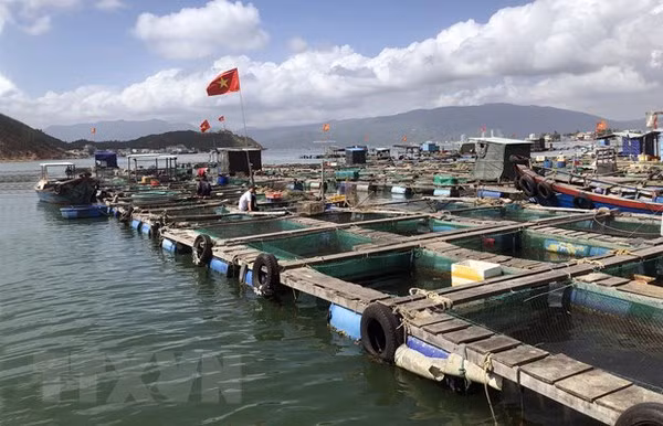 Adoption du programme national de développement de l’aquaculture pour la période 2021-2025 ảnh 1 Adoption du programme national de développement de l’aquaculture pour la période 2021-2025 ảnh 1