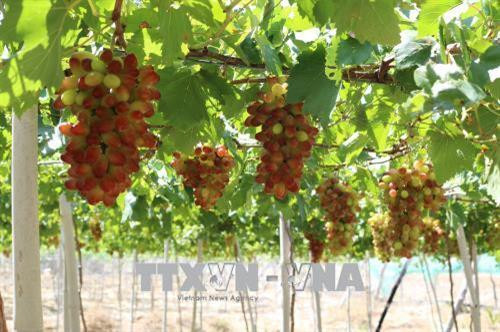 L'expérience viticole de Ninh Thuân attire les visiteurs ảnh 1