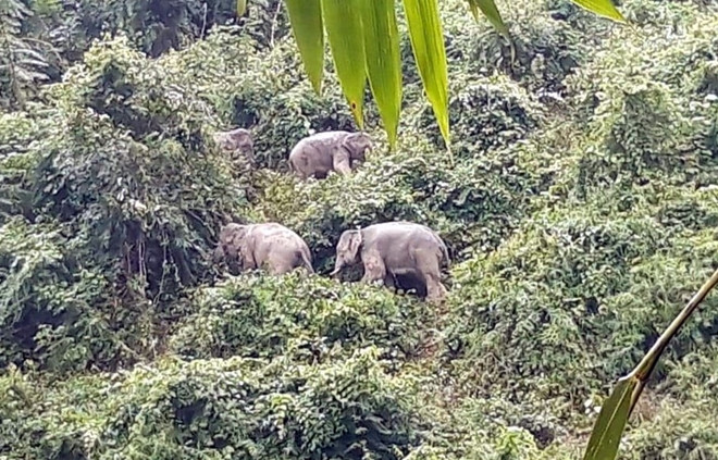 Protéger les derniers éléphants sauvages de Quang Nam ảnh 1 Protéger les derniers éléphants sauvages de Quang Nam ảnh 1