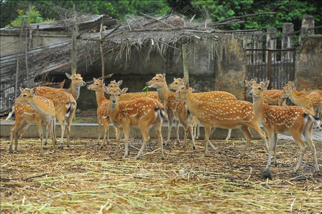 Restaurer les populations d'ongulés en danger critique d'extinction ảnh 2 Restaurer les populations d'ongulés en danger critique d'extinction ảnh 2