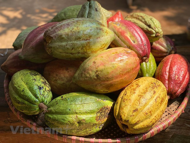Flâner dans le jardin de cacaoyer à Buon Ma Thuot ảnh 4 Flâner dans le jardin de cacaoyer à Buon Ma Thuot ảnh 4