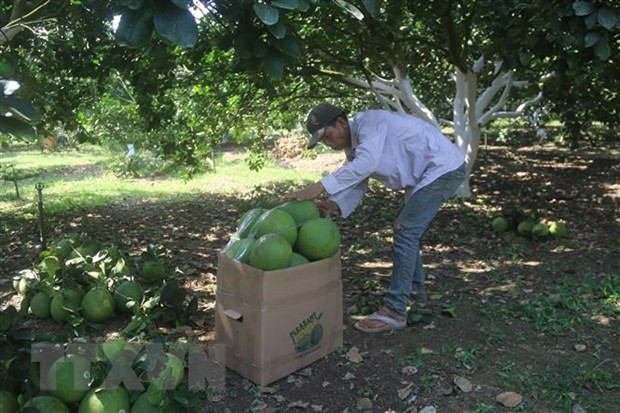 Le pomelo frais de quatre zones de Ba Ria-Vung Tau autorisé à être exporté vers les États-Unis ảnh 1 Le pomelo frais de quatre zones de Ba Ria-Vung Tau autorisé à être exporté vers les États-Unis ảnh 1