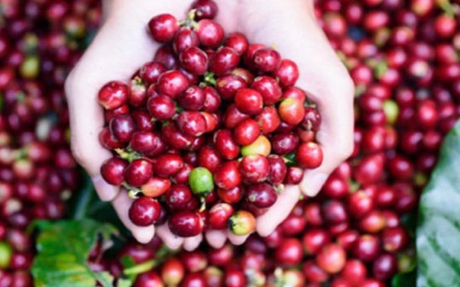 Les exportations de café de 2,6 milliards de dollars en sept mois ảnh 1 Les exportations de café de 2,6 milliards de dollars en sept mois ảnh 1