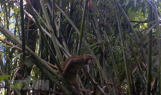 Protection des primates rares dans la Réserve naturelle de Pu Hu à Thanh Hoa ảnh 1 Protection des primates rares dans la Réserve naturelle de Pu Hu à Thanh Hoa ảnh 1