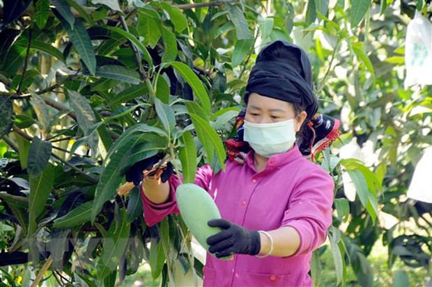 Les exportations de légumes et de fruits s'orientent vers de nouveaux marchés ảnh 1 Les exportations de légumes et de fruits s'orientent vers de nouveaux marchés ảnh 1