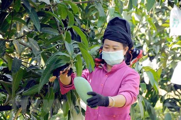 Les exportations de légumes et de fruits s'orientent vers de nouveaux marchés ảnh 1