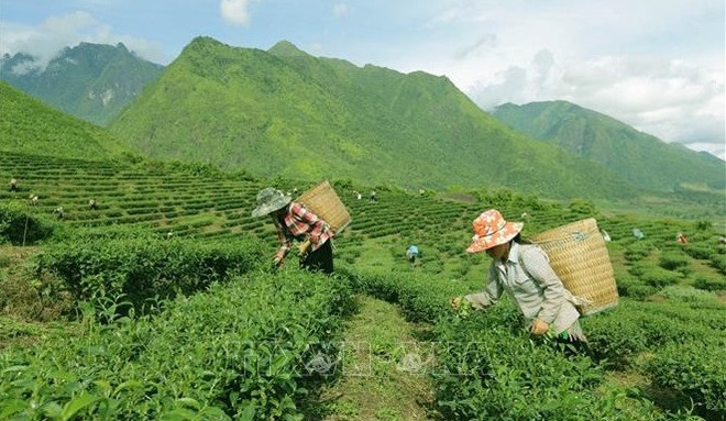 Le Vietnam, 7e producteur mondial de thé ảnh 2 Le Vietnam, 7e producteur mondial de thé ảnh 2