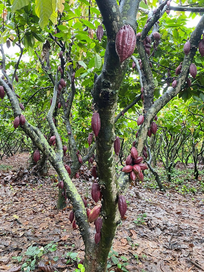 Flâner dans le jardin de cacaoyer à Buon Ma Thuot ảnh 3 Flâner dans le jardin de cacaoyer à Buon Ma Thuot ảnh 3
