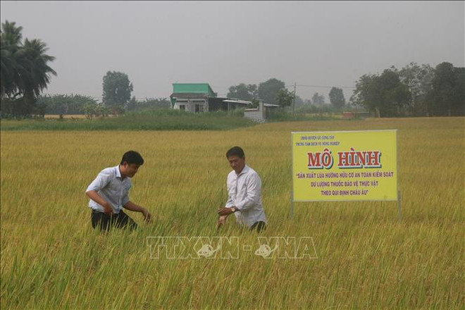 Tien Giang cultive du riz bio selon les normes européennes ảnh 1 Tien Giang cultive du riz bio selon les normes européennes ảnh 1