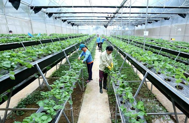 Une conférence internationale sur l’agriculture efficiente prévue les 8 et 22 mai ảnh 1 Une conférence internationale sur l’agriculture efficiente prévue les 8 et 22 mai ảnh 1