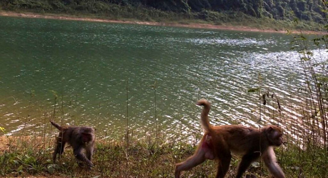 Thanh Hoa développe son tourisme dans ses parcs nationaux et réserves naturelles ảnh 1