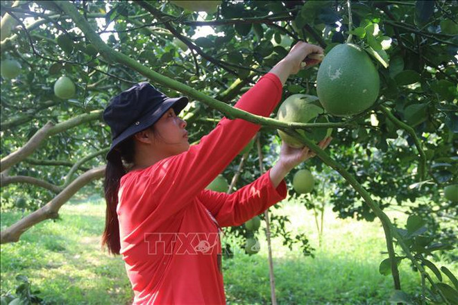 Le pomelo frais de quatre zones de Ba Ria-Vung Tau autorisé à être exporté vers les États-Unis ảnh 2 Le pomelo frais de quatre zones de Ba Ria-Vung Tau autorisé à être exporté vers les États-Unis ảnh 2