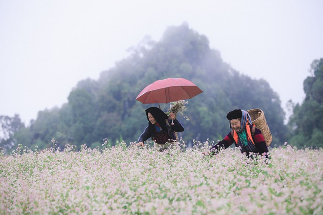 Une kyrielle d’activités attrayantes au Festival de la fleur de sarrasin 2022 à Ha Giang ảnh 1 Une kyrielle d’activités attrayantes au Festival de la fleur de sarrasin 2022 à Ha Giang ảnh 1