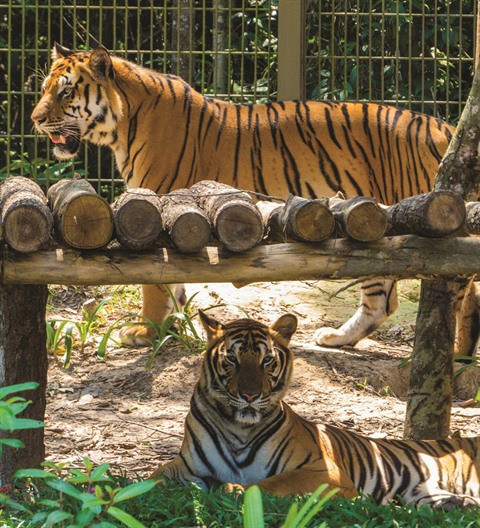 Chercher à sauver le tigre ảnh 2 Chercher à sauver le tigre ảnh 2
