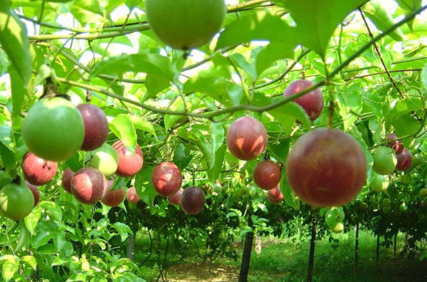 Dak Lak se prépare à exporter le fruit de la passion vers la Chine ảnh 1