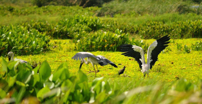 Le parc national d'U Minh Thuong, une destination éco-touristique hospitalière ảnh 1 Le parc national d'U Minh Thuong, une destination éco-touristique hospitalière ảnh 1