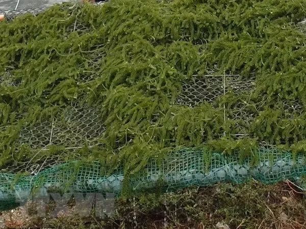 Alliance dans le développement de la chaîne de production d'algues ảnh 1 Alliance dans le développement de la chaîne de production d'algues ảnh 1