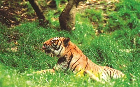 Chercher à sauver le tigre ảnh 1 Chercher à sauver le tigre ảnh 1