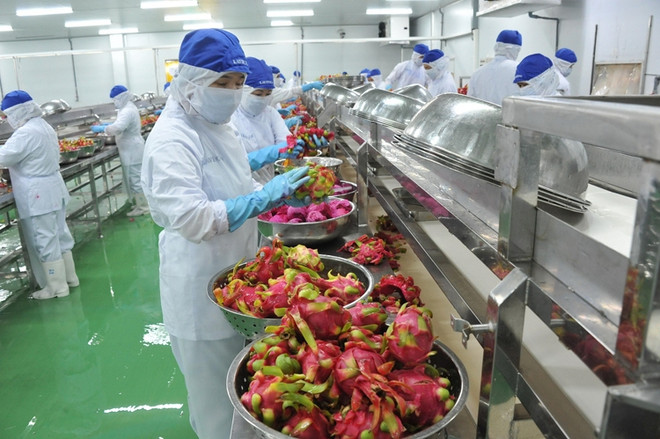 COVID-19: adapter les produits agricoles vietnamiens aux mesures antiépidémiques strictes ảnh 1 COVID-19: adapter les produits agricoles vietnamiens aux mesures antiépidémiques strictes ảnh 1