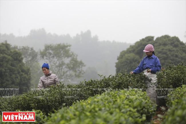 Le Vietnam, 7e producteur mondial de thé ảnh 1 Le Vietnam, 7e producteur mondial de thé ảnh 1