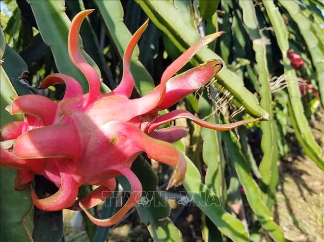 Stimuler l'exportation de fruits du dragon vers le marché indien ảnh 1