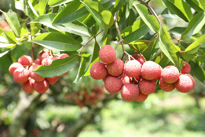 Bac Giang gagne plus de 295 millions d'USD grâce au litchi et aux services auxiliaires ảnh 1 Bac Giang gagne plus de 295 millions d'USD grâce au litchi et aux services auxiliaires ảnh 1