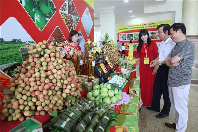 Bac Giang promeut la consommation de litchi dans le pays et à l’étranger ảnh 1 Bac Giang promeut la consommation de litchi dans le pays et à l’étranger ảnh 1