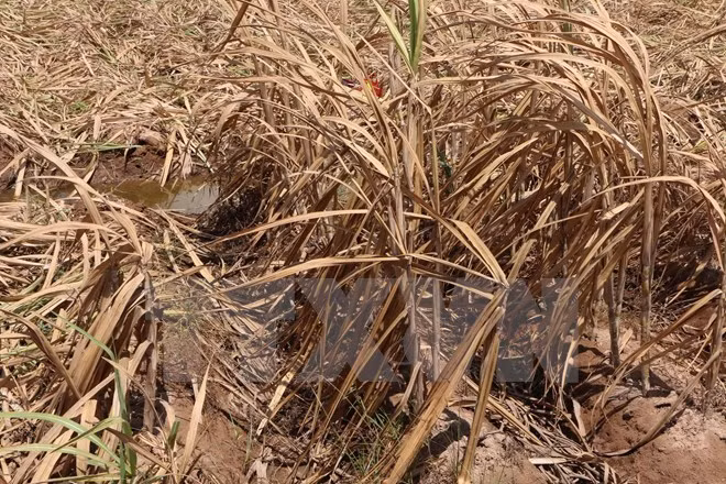 Hanoi soutient 19 villes et provinces à surmonter la sécheresse et la salinisation ảnh 1