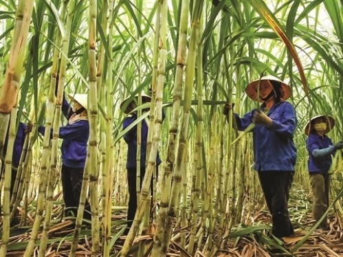 Vietnam - Australie: Accord pour échanger des variétés de canne à sucre ảnh 1 Vietnam - Australie: Accord pour échanger des variétés de canne à sucre ảnh 1