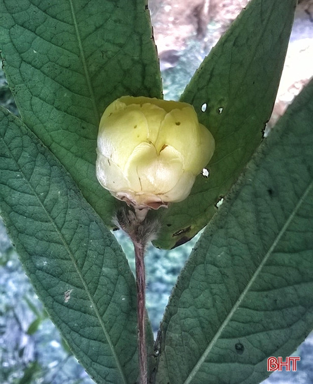 Descriptions de deux nouvelles espèces de camélia endémiques du Vietnam ảnh 1 Descriptions de deux nouvelles espèces de camélia endémiques du Vietnam ảnh 1