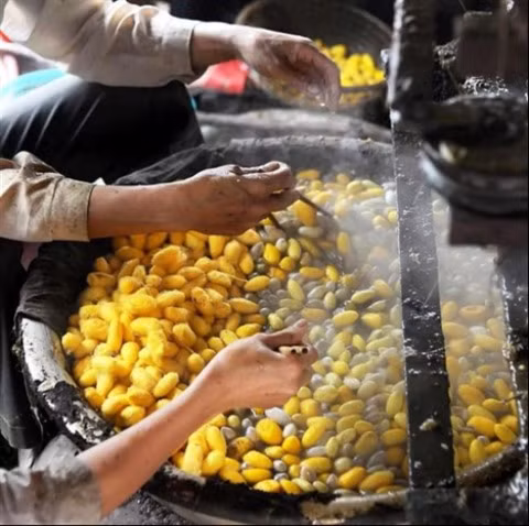 La production de la soie, un ancien métier à Cô Chât ảnh 1