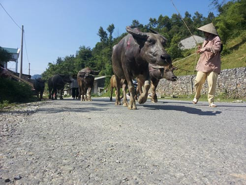 Samsung aide des agriculteurs à Cao Bang à améliorer leurs revenus ảnh 1 Samsung aide des agriculteurs à Cao Bang à améliorer leurs revenus ảnh 1