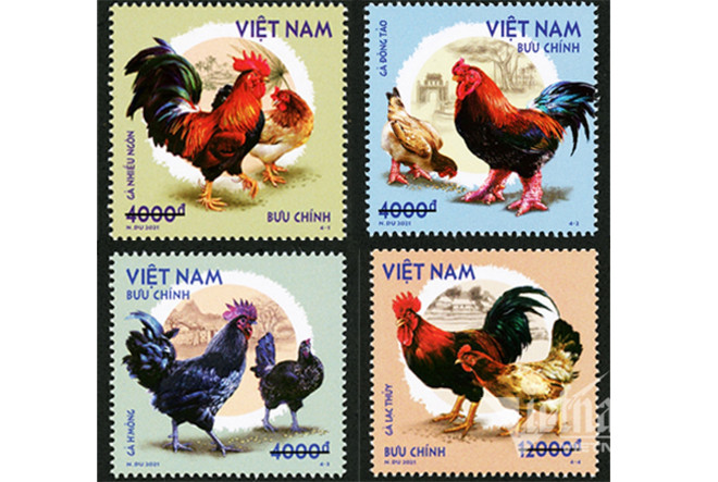 Émission d'une collection de timbres sur les "races de poulets indigènes du Vietnam" ảnh 1
